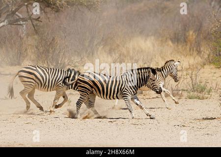 Allerta pianure zebre (Equus burchelli) in esecuzione su pianure polverose, Sudafrica Foto Stock