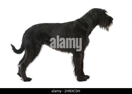 Giant schnauzer cane isolato su bianco Foto Stock