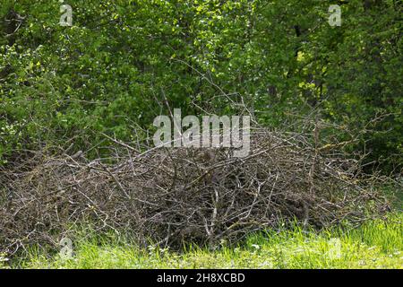 Reisighaufen, Ästehaufen, Totholz, Schnittgut aus Ästen und Zweigen wird auf einen Haufen gelegt und dient als Lebensraum für viele Tiere, Brushwood, Foto Stock