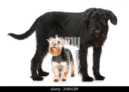 Due cani schnauzer isolati su bianco Foto Stock