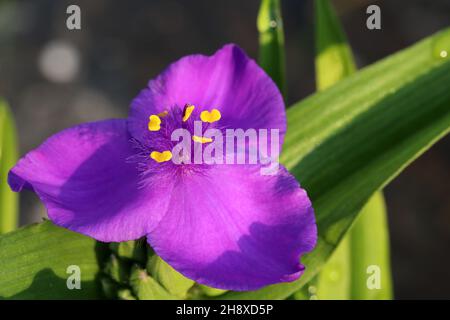 Bella tradescantia fiori blu su uno sfondo sfocato Foto Stock