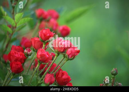 Rose decorative rosse su sfondo verde. Spazio di copia. Foto Stock