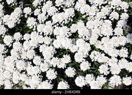 Fiore bianco Iberis. Candytuft (Iberis amara - Iberis sempervirens, fiori multipli Foto Stock