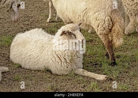 Gregge di pecore che siedono a terra nel parco Poller Wiesen a Colonia, Germania. Fuoco selettivo Foto Stock