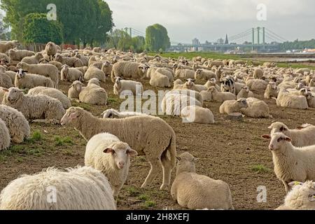 Gregge di pecore che siedono a terra nel parco Poller Wiesen a Colonia, Germania. Fuoco selettivo Foto Stock