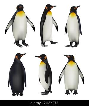 Pinguini. Antartide fauna selvatica re pinguini in stile realistico freddo ambiente dignitoso vettore illustrazioni Illustrazione Vettoriale