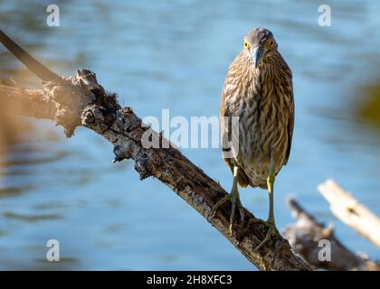 Un giovane airone notturno (Nycticorax nycticorax) sorse su un ramo vicino all'acqua a Haskell Creek nella riserva naturale di Sepulveda Basin Foto Stock