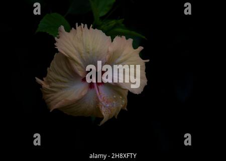 Bel fiore indiano jaba (Hibiscus rosa-sinensis) Foto Stock