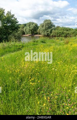 Le farfalle in giugno fiorendo accanto al fiume Severn a Waillode Hill, Gloucestershire Regno Unito Foto Stock