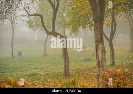 Nebbia fredda mattina nel parco tra gli alberi Foto Stock