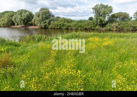 Le farfalle in giugno fiorendo accanto al fiume Severn a Waillode Hill, Gloucestershire Regno Unito Foto Stock