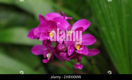 Primo piano di un grappolo di fiori di orchidea macinato viola scuro (Spathoglottis plicata) Foto Stock