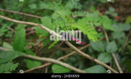 Vista angolare di un pennant a coda rossa (Brachymetia furcata) libellula appollaiata sopra un gambo asciutto Foto Stock