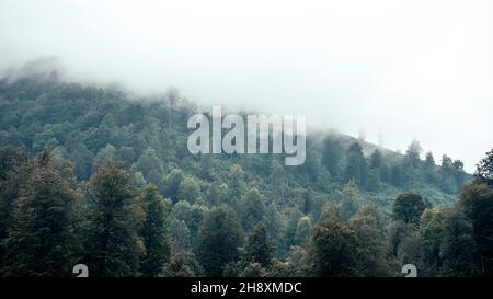 Brumoso paesaggio con bosco di abeti in hipster vintage stile retrò Foto Stock