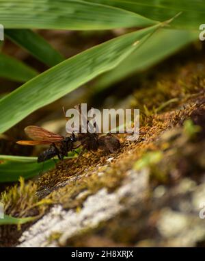Ragno mangiare vespa Foto Stock
