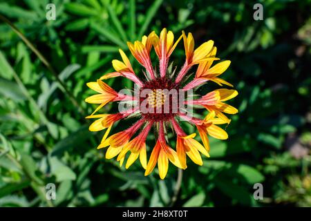 Un vivace giallo e rosso Gaillardia fiore, comune noto come fiore coperta, e foglie verde sfocato a fuoco morbido, in un giardino in una giornata estiva soleggiata Foto Stock