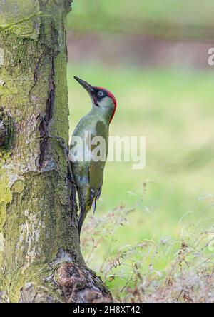 Una grande Woodpecker verde ( Picus viridis ) in classica posa eretta sul tronco di un antico albero da frutto. Suffolk, Regno Unito. Foto Stock