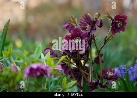 Hellebore Helleborus orientalis Queens Double Red ibridi o nero hellebore che cresce nel giardino primaverile. Fiori di primavera di Natale di rose o di ellebore Foto Stock