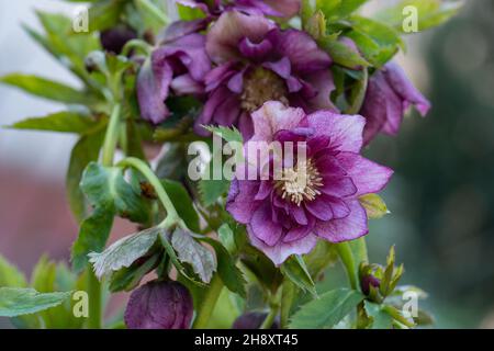 Lenten hellebore o Natale rosa doppio Dark Red fiori in primavera. Hellebores semi fiori doppi ai bordi di un sentiero nel giardino. Foto Stock