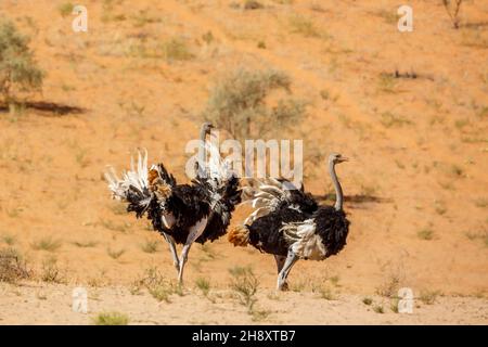 Sfilata di coppia di struzzi africani in area desertica nel parco di trasferimento di Kgalagadi, Sudafrica; famiglia di specie Struthio camelus di Struthionidae Foto Stock