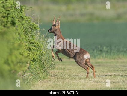 Un cervo di Roe Buck (Capreolus capreolus), con corna piene che saltano in alto in una piantagione di alberi di Natale. Suffolk, Regno Unito Foto Stock