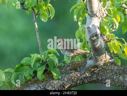 Un Song Thrush che si alimenta in un antico albero di Pere in un frutteto contadino. Suffolk, Regno Unito. Foto Stock