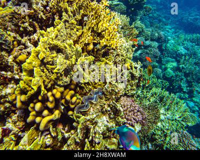 Close-up di coralli in mare Foto stock - Alamy