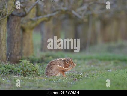 Una Lepre bruna (Lepus europaeus) seduta tra le margherite in un vecchio frutteto , lavando con cura il piede grande della schiena . Suffolk, Regno Unito Foto Stock