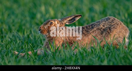 Un primo piano di una lepre bruna selvatica (Lepus europaeus) che ha un tratto simile a un cane nel campo di grano contadino. Suffolk, UK Foto Stock