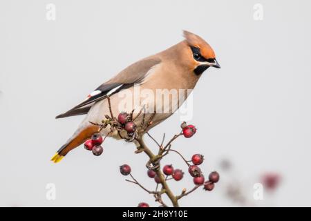 L'alveo boemo (Bombycilla garrulus) è un uccello passerino di medie dimensioni. Si alleva nel Nord Europa e in inverno può migrare fino a sud Foto Stock