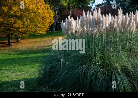 Cortaderia selloana (l'erba di Pampas) è una specie di pianta fiorita della famiglia delle Poaceae. Scenario autunnale Foto Stock