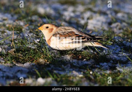 Una bella rara per queste parti Snow Bunting ha girato su Cleeve Hill in Gloucestershire Regno Unito. Che raro trattamento Foto Stock