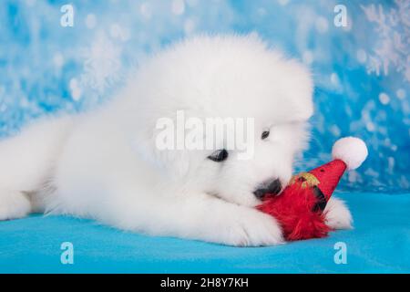 Bianco divertente cane di cucciolo Samoyed in cappello rosso di Babbo Natale Foto Stock