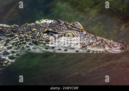 Capo del coccodrillo cubano (Crocodylus rhombifer), una specie di coccodrillo endemica di Cuba. La lunghezza tipica è di 2.1 m e il peso tipico è di 70–80 Foto Stock