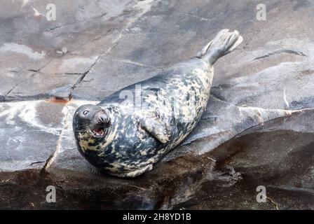 La foca portuale (Phoca vitulina), conosciuta anche come la foca comune, è una vera foca che si trova lungo coste marine temperate e artiche Foto Stock