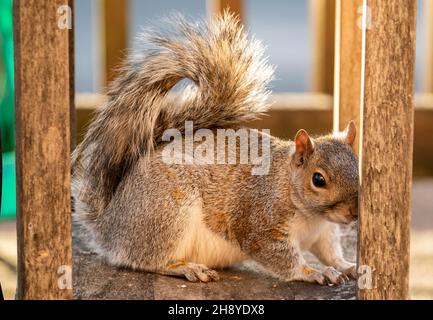Scoiattolo appoggiato sotto un tavolo da giardino Foto Stock