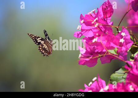 Farfalla di lime con fiori, Australia occidentale Foto Stock