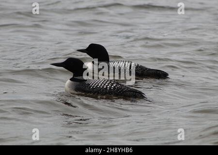 Coppia di loons comuni nuoto, Gavia Immer, Foto è stato preso in Alberta, Canada Foto Stock