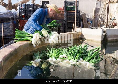 Due coltivatori lavano le cipolle verdi prima di vendere sul mercato Foto Stock