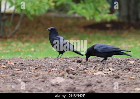 Messa a fuoco poco profonda di due bellissimi corvi neri in piedi orgogliosamente in un parco soleggiato Foto Stock