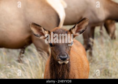 Primo piano su Baby Elk in posa per la fotocamera, guardando direttamente nella fotografia, altra femmina elk in background Foto Stock