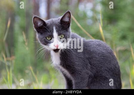 gattino grigio e bianco seduto all'esterno di fronte a sfondo verde. Profilo laterale, faccia libera Foto Stock