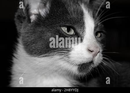 foto in bianco e nero di gattini grigi e bianchi viso, molto da vicino, occhi naso e sussurri che mostrano, dubbio sguardo sul viso Foto Stock