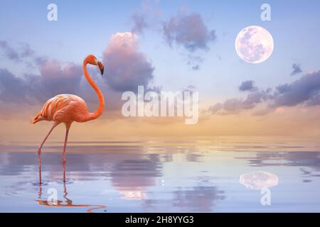 Un fenicottero che cammina sul lago alla luce del sole e sullo sfondo del tramonto e la luce del sole che si riflette sul lago. Foto Stock