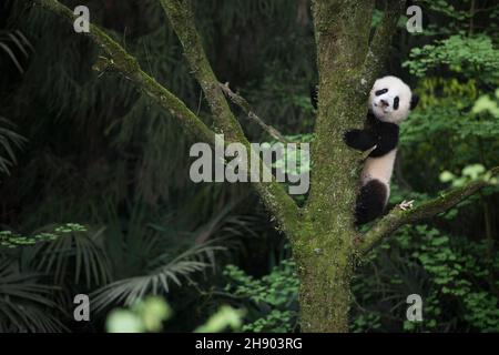 DATA DI USCITA: 6 Aprile 2018 TITOLO: Pandas CASA DI PRODUZIONE: IMAX REGISTA: David Douglas, Drew Fellman TRAMA: Nelle montagne di Sichuan, Cina, un ricercatore forma un legame con Qian Qian, un panda che sta per sperimentare la natura per la prima volta. (Credit Image: © IMAX/Entertainment Pictures) Foto Stock