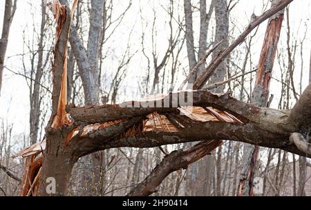 Un albero colpito da un fulmine Foto Stock