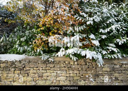 Betulla argentata nevosa e foglie di rododendro sopra un muro di pietra asciutto. Oxfordshire, Inghilterra Foto Stock