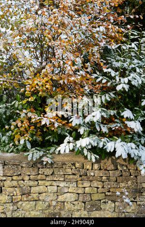 Betulla argentata nevosa e foglie di rododendro sopra un muro di pietra asciutto. Oxfordshire, Inghilterra Foto Stock