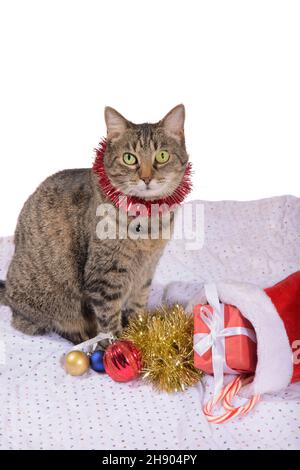 Gatto tabby marrone con tinsel rosso, seduto accanto a una calza con regali e colorati baubles di Natale ai suoi piedi; guardando lo spettatore Foto Stock