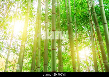 Tronchi di bambù e la luce del sole splende attraverso le pareti della pianta Foto Stock